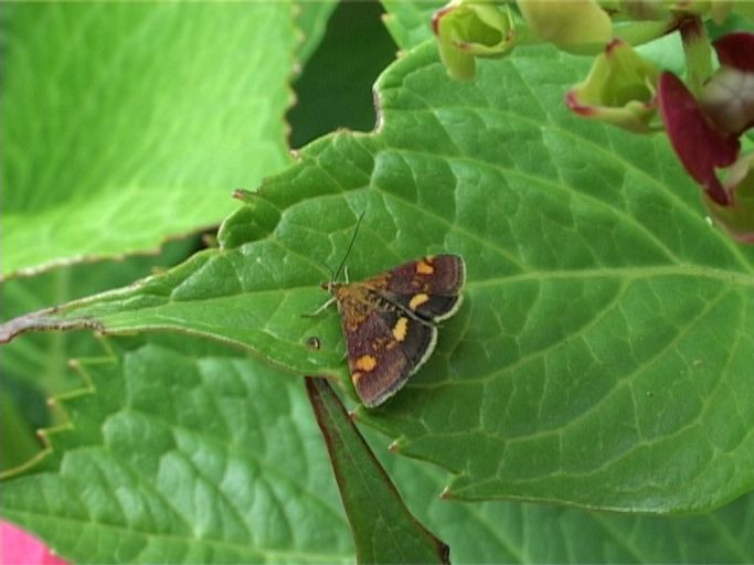Purpurroter Zünsler ( Pyrausta purpuralis ) : Moers, in unserem Garten, 12.07.2007 